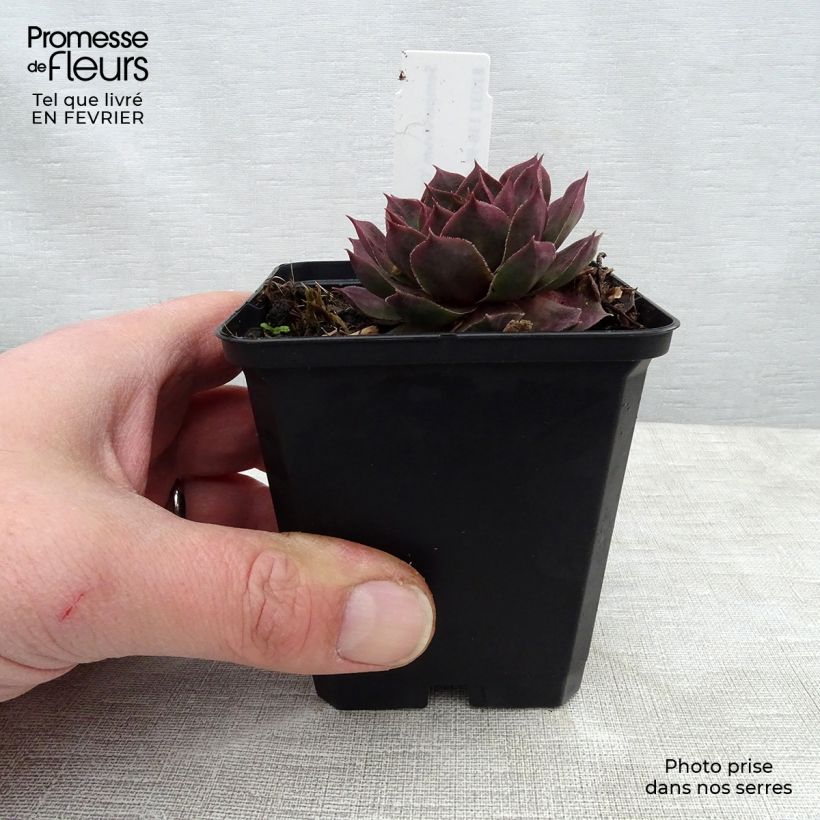 Spécimen de Sempervivum Othello - Joubarbe hybride pourpre. Godet de 8/9 cm tel que livré en hiver