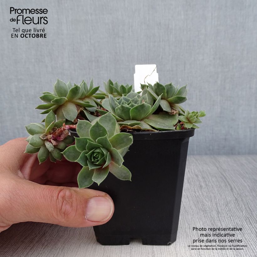 Spécimen de Sempervivum Othello - Joubarbe hybride pourpre. Godet de 8/9 cm tel que livré en automne