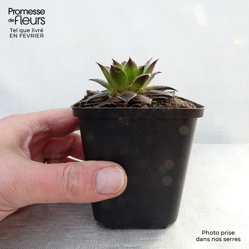 Spécimen de Sempervivum Pilatus - Joubarbe hybride bronze-violacé. Godet de 8/9 cm tel que livré en hiver