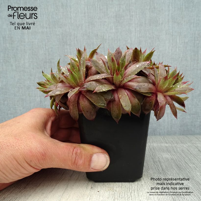 Amostra de Sempervivum Purple Beauty Vaso de 8/9 cm tal como entregue na primavera