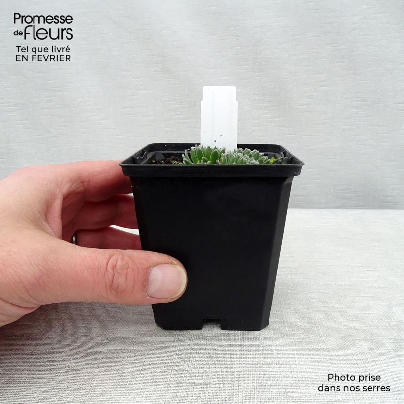 Spécimen de Sempervivum arachnoideum - Joubarbe à toile d'araignée Godet de 8/9 cm tel que livré en hiver