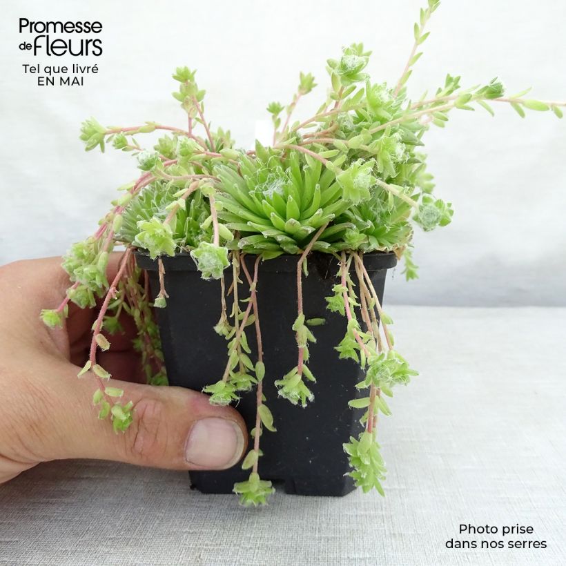Spécimen de Sempervivum arachnoideum - Joubarbe à toile d'araignée Godet de 8/9 cm tel que livré au printemps