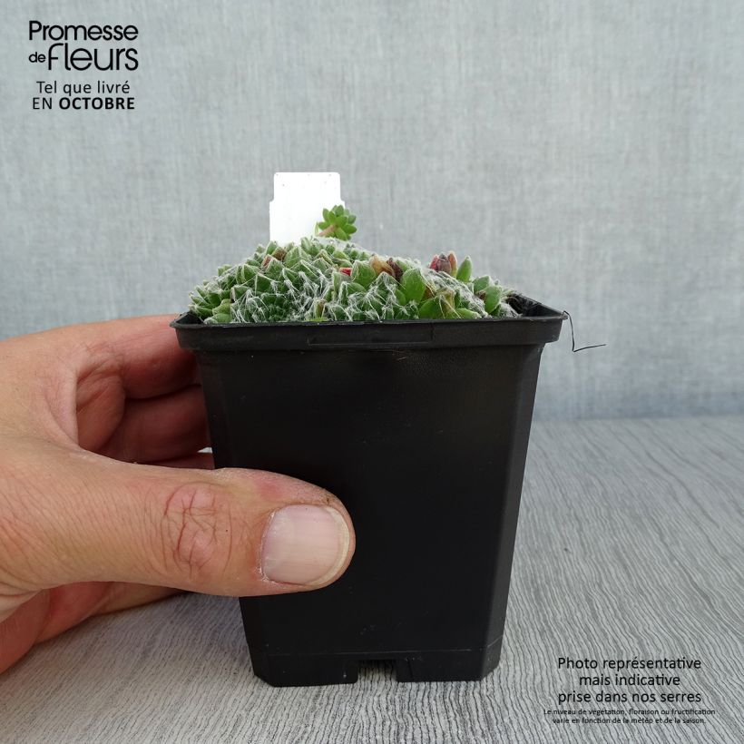 Spécimen de Sempervivum arachnoideum - Joubarbe à toile d'araignée Godet de 8/9 cm tel que livré en automne