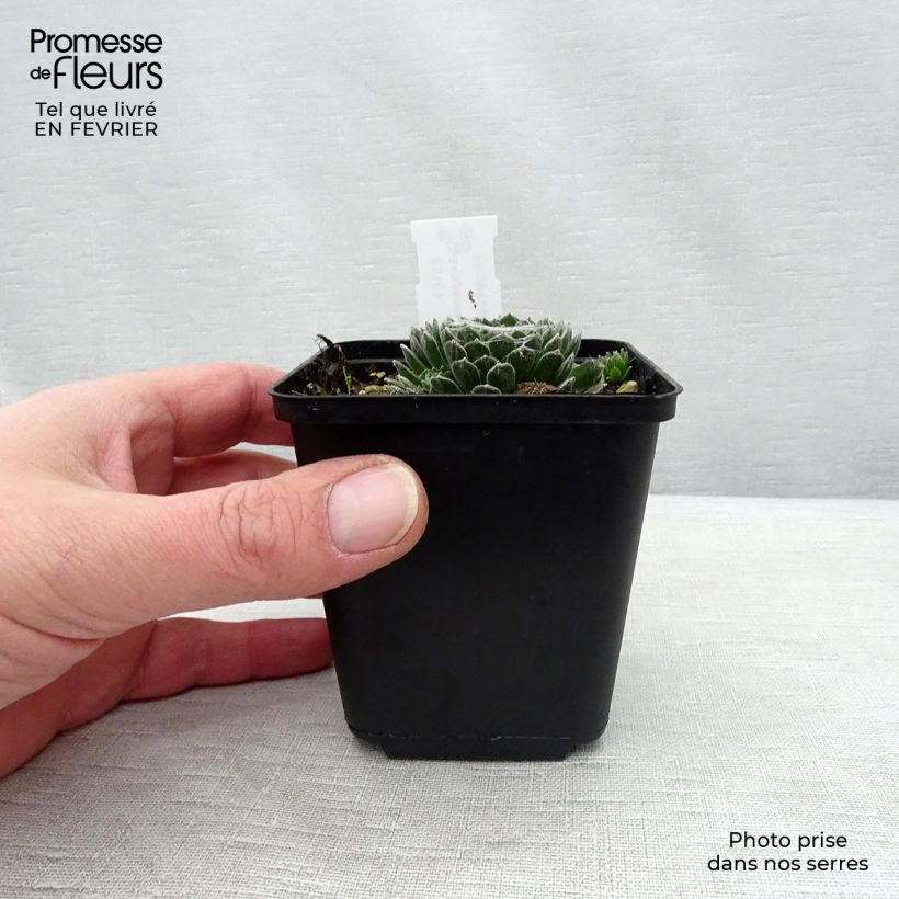 Spécimen de Sempervivum arachnoideum Rubrum Godet de 8/9 cm tel que livré en hiver