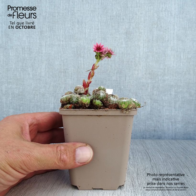 Spécimen de Sempervivum arachnoideum Rubrum Godet de 8/9 cm tel que livré en automne