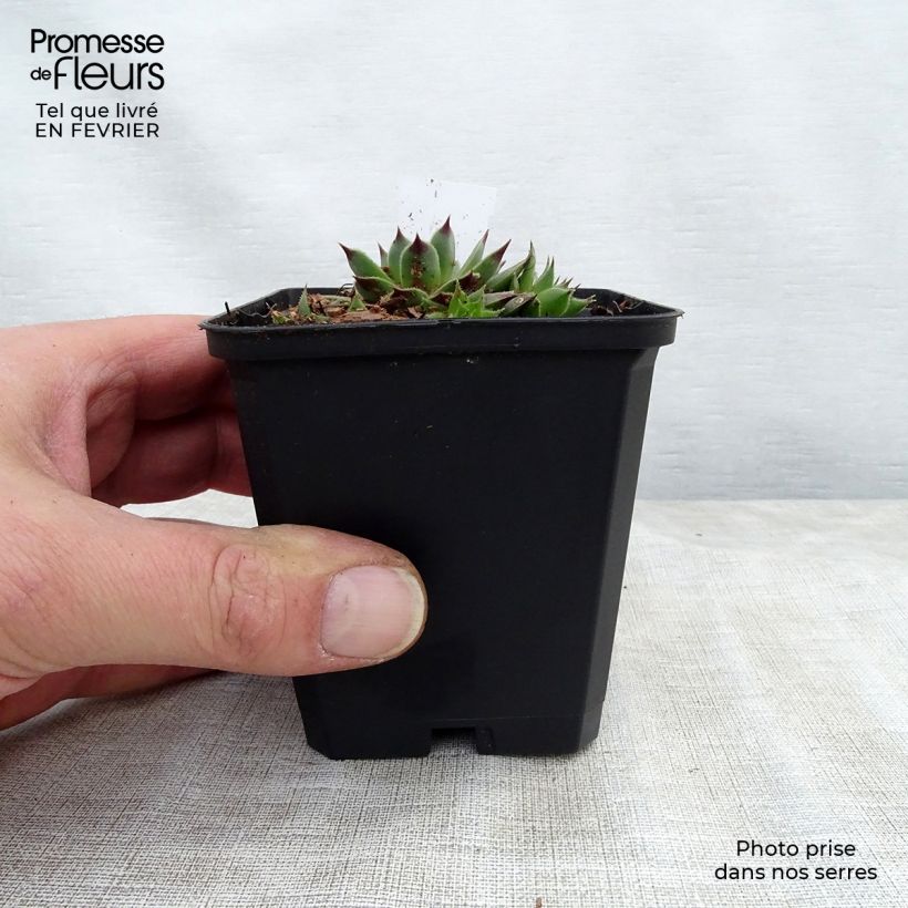 Spécimen de Sempervivum calcareum - Joubarbe du calcaire Godet de 8/9 cm tel que livré en hiver