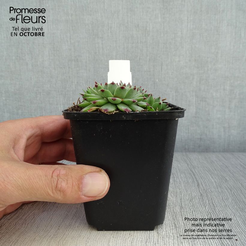 Spécimen de Sempervivum calcareum - Joubarbe du calcaire Godet de 8/9 cm tel que livré en automne