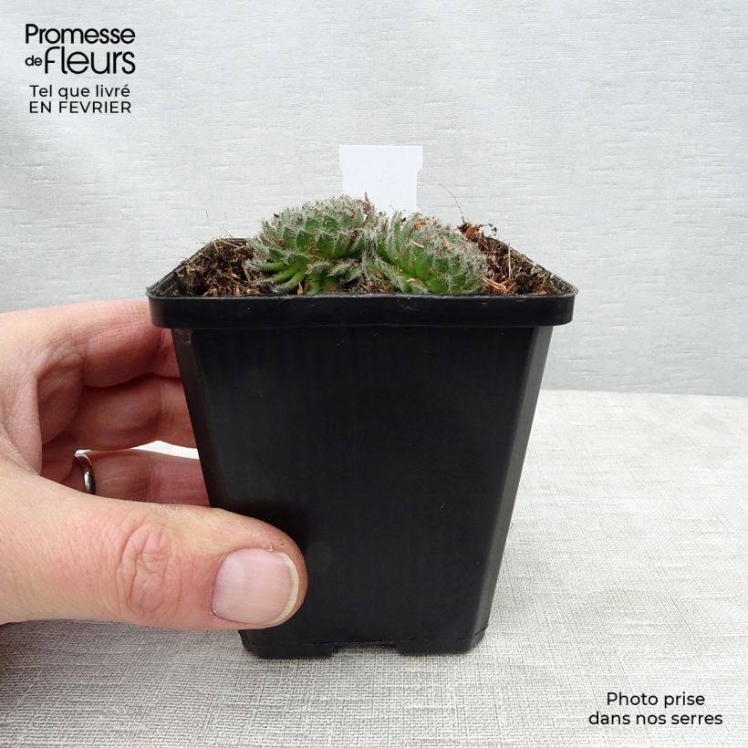 Spécimen de Sempervivum ciliosum var. borisii - Joubarbe ciliée Godet de 8/9 cm tel que livré en hiver