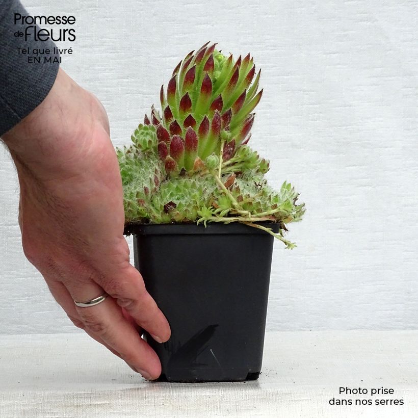 Spécimen de Sempervivum ciliosum var. borisii - Joubarbe ciliée Godet de 8/9 cm tel que livré au printemps