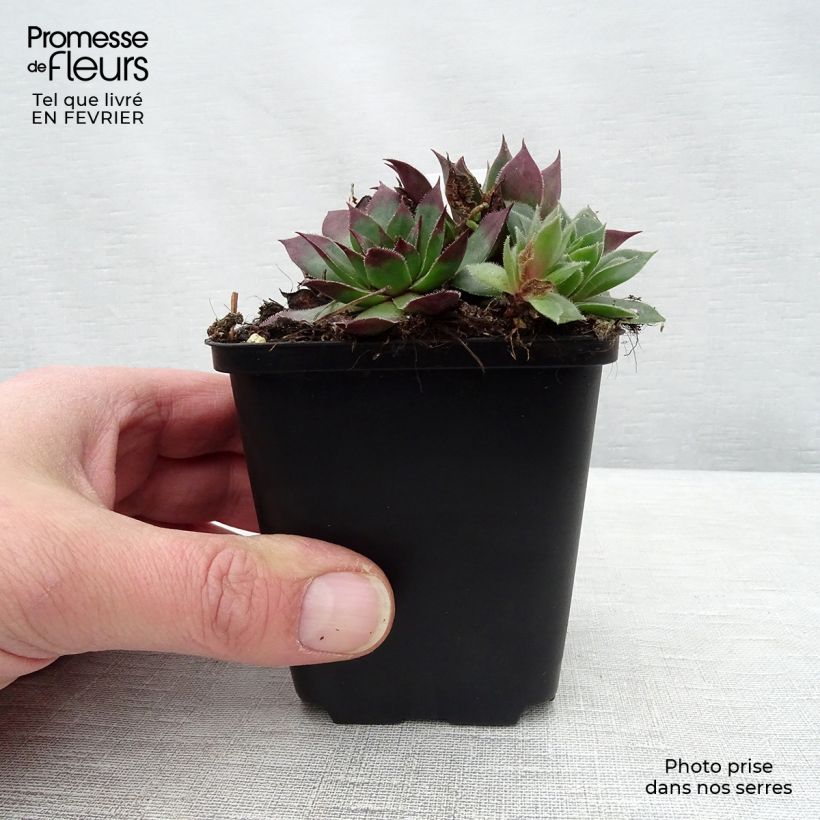 Spécimen de Sempervivum tectorum - Joubarbe des toits Godet de 8/9 cm tel que livré en hiver