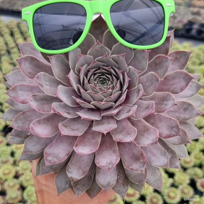 Sempervivum Chick Charms Giants Gold Mine - Joubarbe (Port)