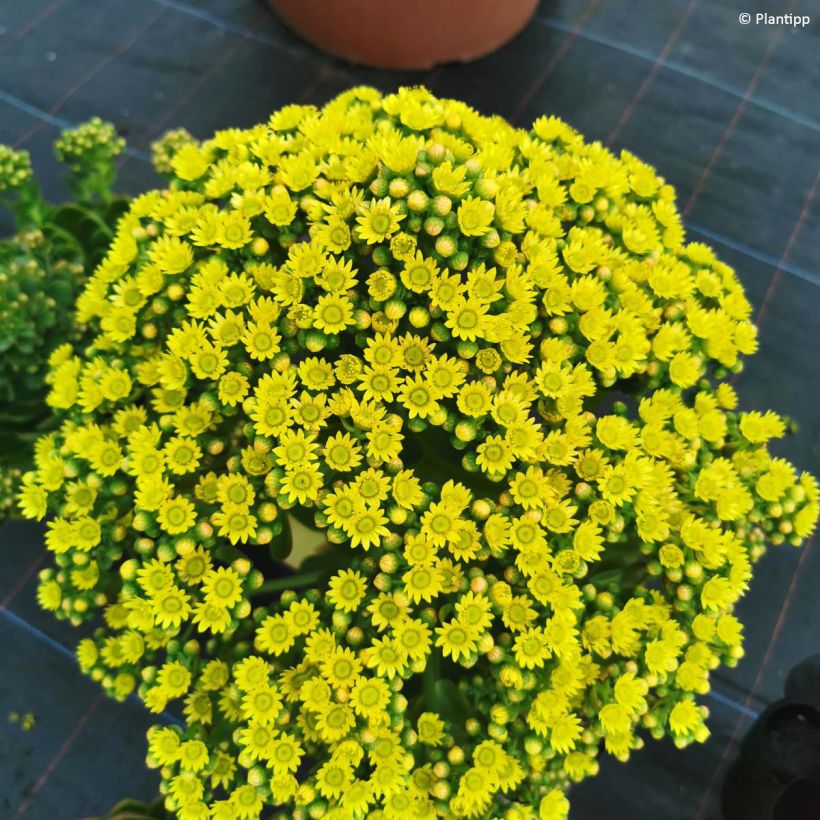 Semponium Diamond (Floraison)