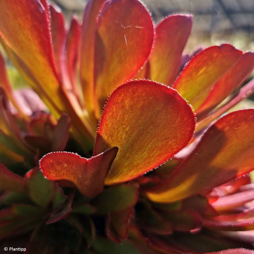 Semponium Sienna (Feuillage)