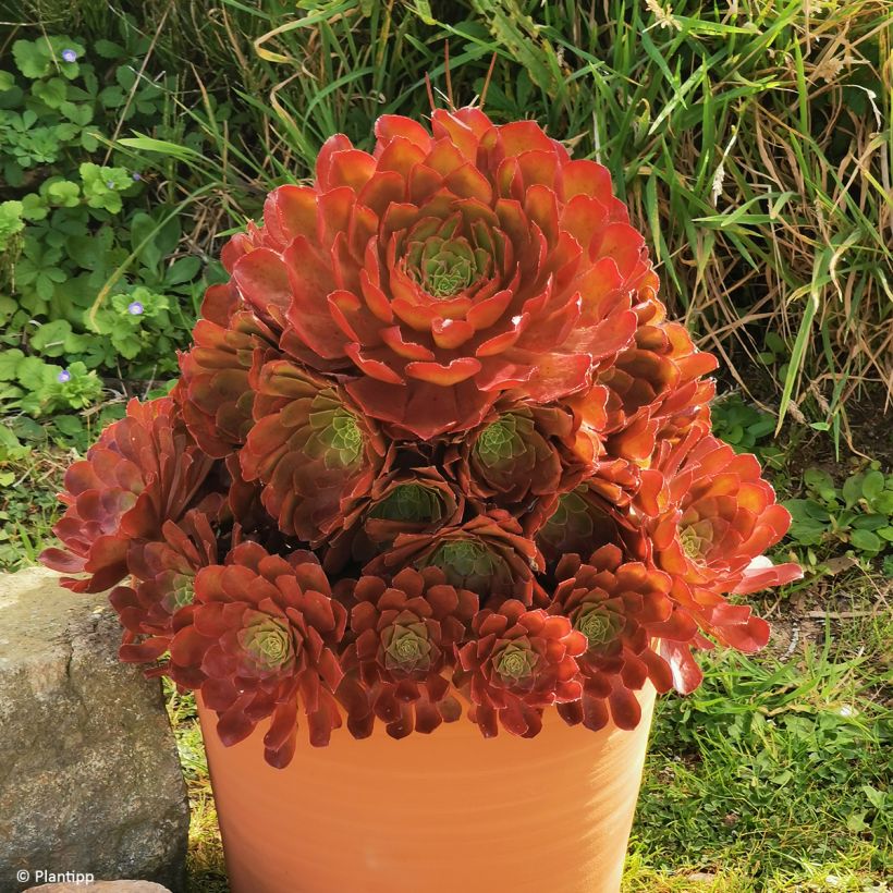 Semponium Sienna (Port)
