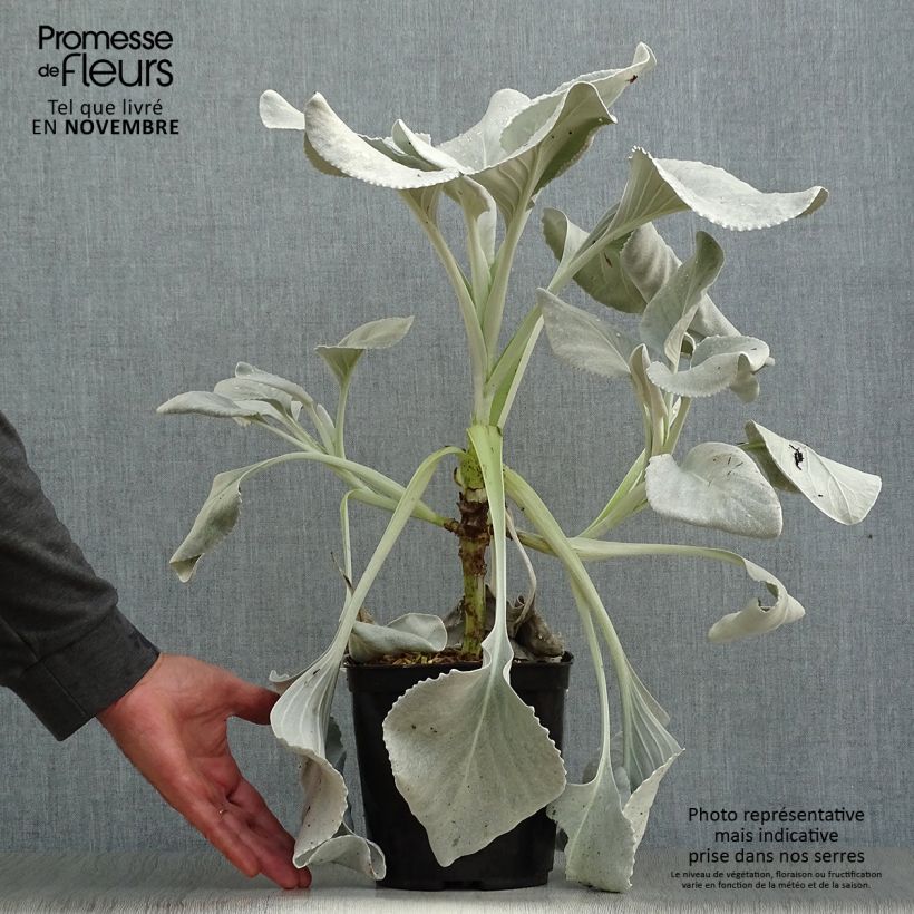 Spécimen de Senecio Angel Wings - Seneçon  Pot de 2L/3L tel que livré en automne