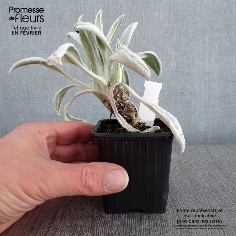 Spécimen de Senecio Donkey's Ears - Cinéraire niveoaureus  Godet de 8/9 cm tel que livré en hiver