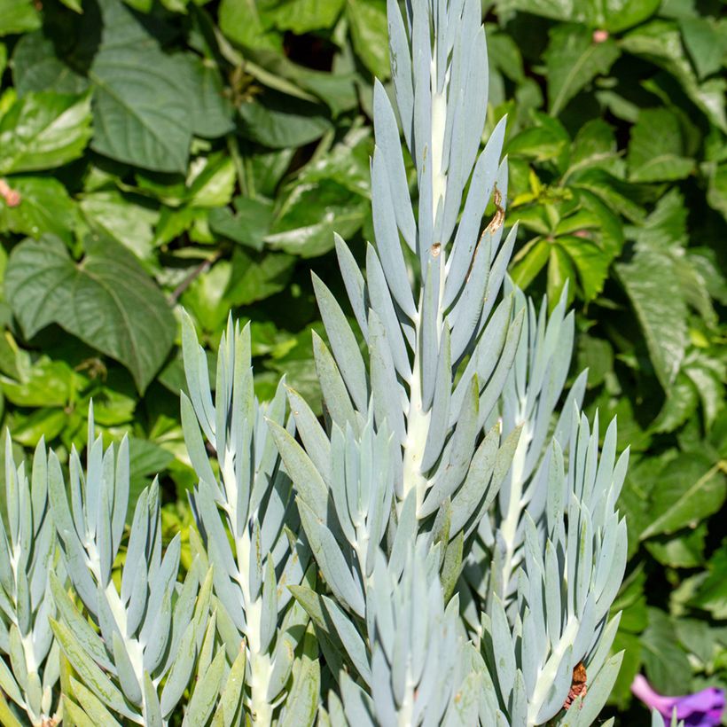 Senecio ficoides (Feuillage)