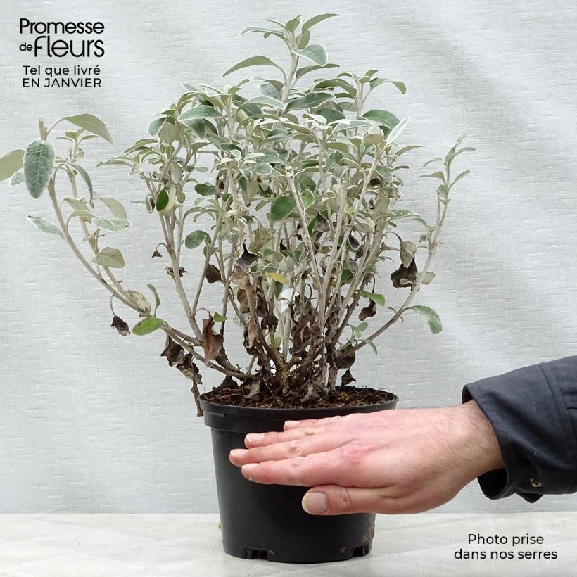 Spécimen de Senecio greyi Sunshine - Seneçon en arbre Pot de 2L/3L tel que livré en hiver