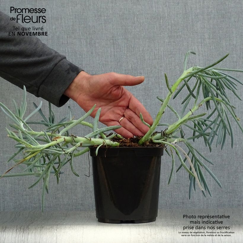 Spécimen de Senecio mandraliscae Pot de 2L/3L tel que livré en automne