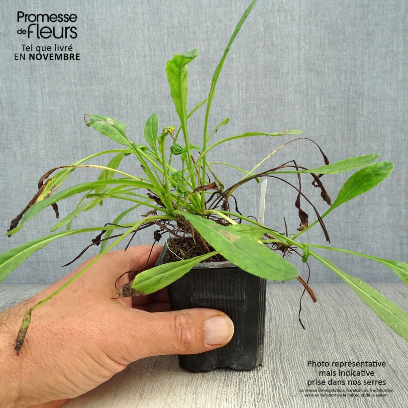 Spécimen de Senecio polyodon - Séneçon rose Godet de 8/9 cm tel que livré en automne