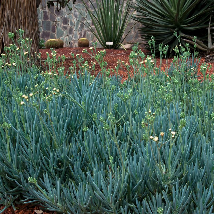 Senecio serpens Blue Chalk (Port)