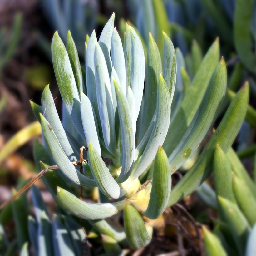 Senecio serpens - Plante succulente (Feuillage)