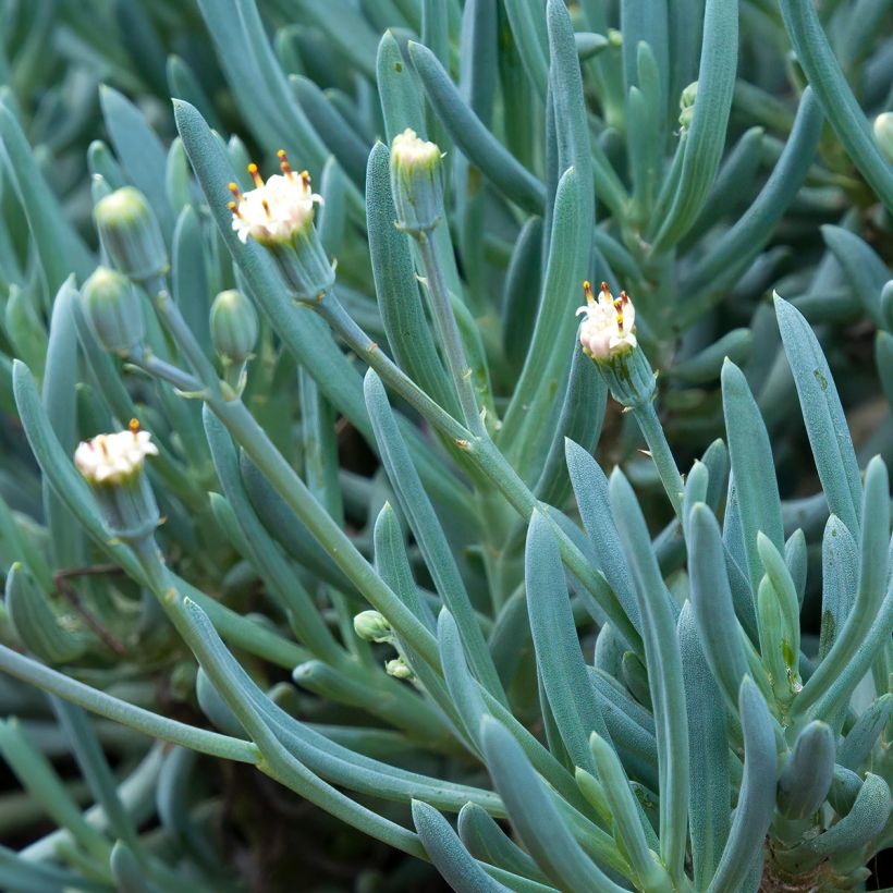 Senecio serpens - Plante succulente (Floraison)