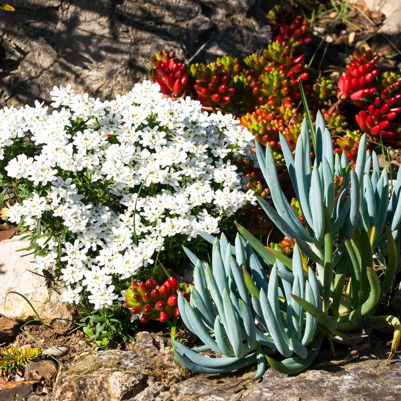 Senecio serpens - Plante succulente (Port)
