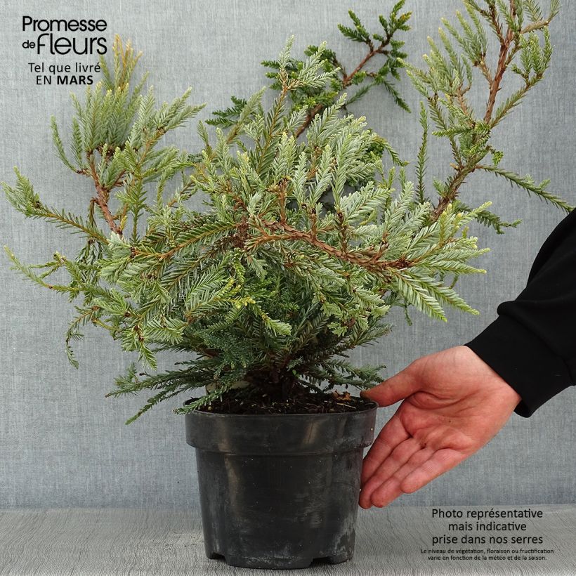 Spécimen de Sequoia sempervirens Adpressa - Séquoia nain Pot de 3L/4L tel que livré en hiver