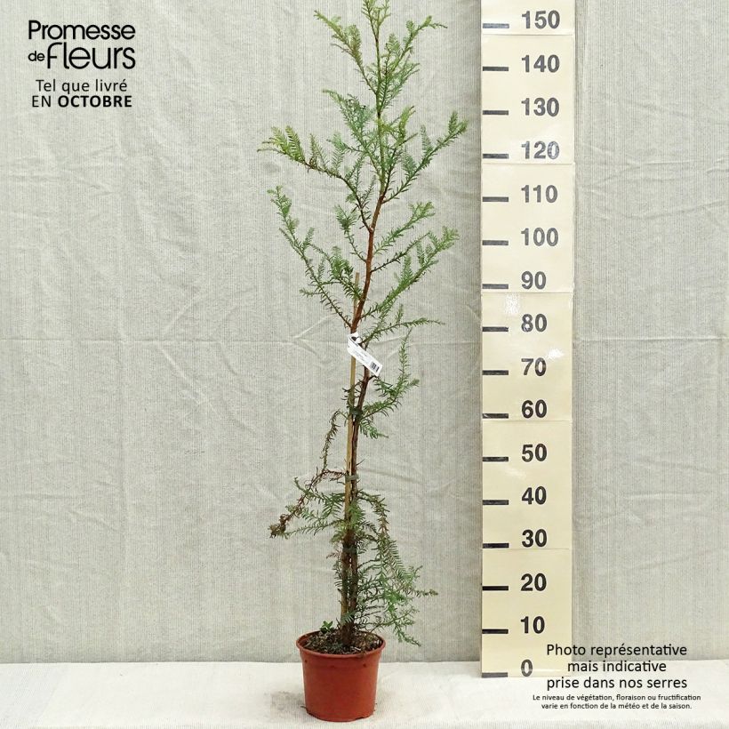 Spécimen de Sequoia sempervirens - Séquoia à feuilles d'If Pot de 3L/4L tel que livré en automne