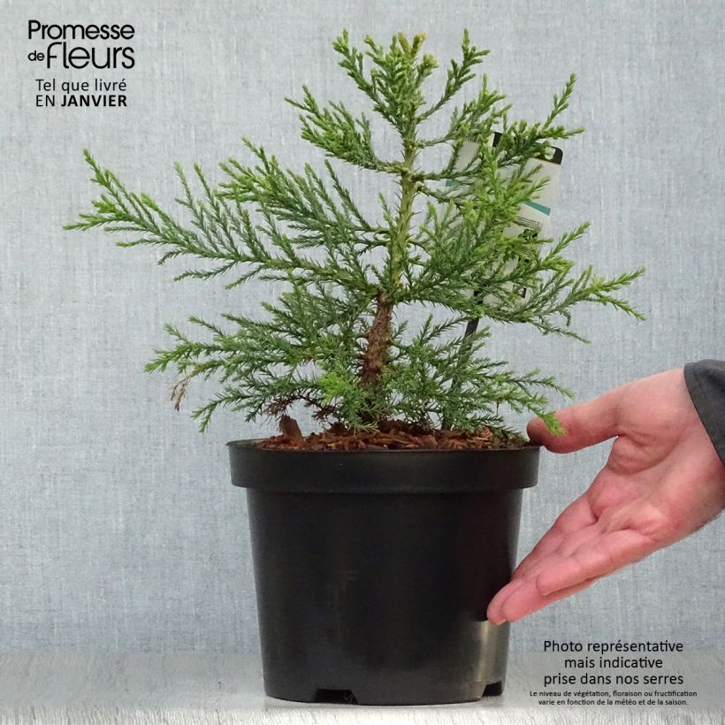 Spécimen de Sequoiadendron giganteum - Séquoia géant  Pot de 2L/3L tel que livré en hiver