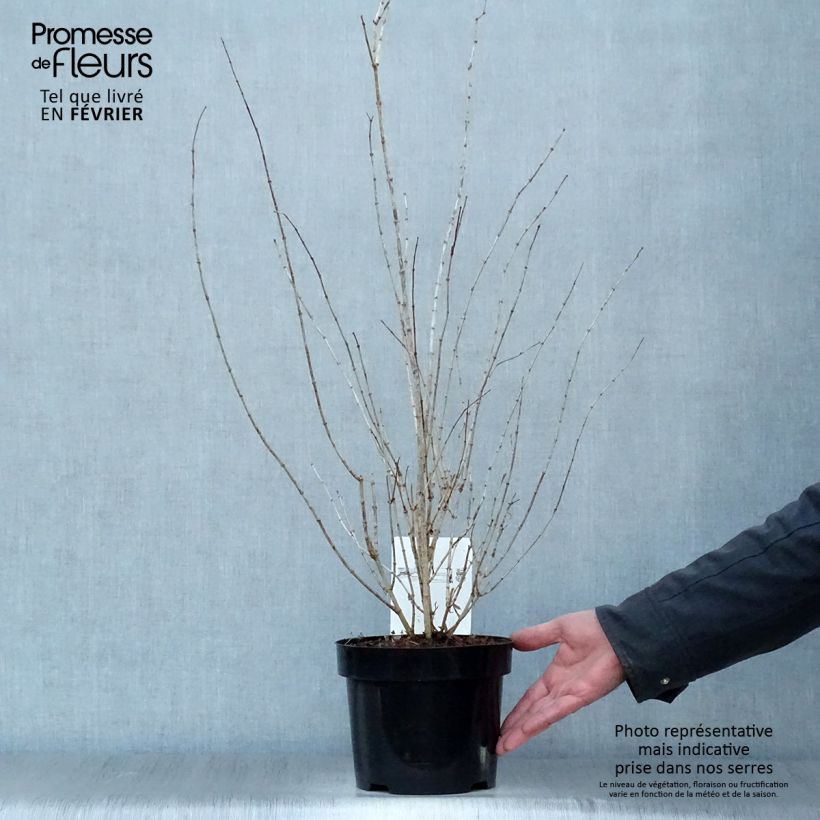 Spécimen de Seringat - Philadelphus Frosty Morn Pot de 3L/4L tel que livré en hiver