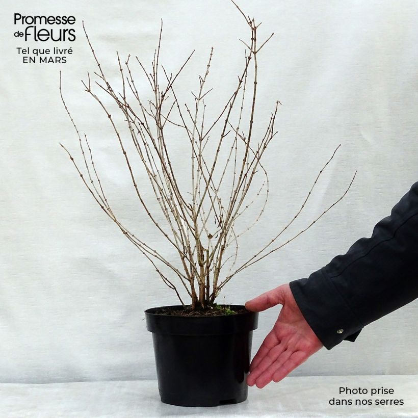 Spécimen de Seringat - Philadelphus Frosty Morn Pot de 3L/4L tel que livré au printemps