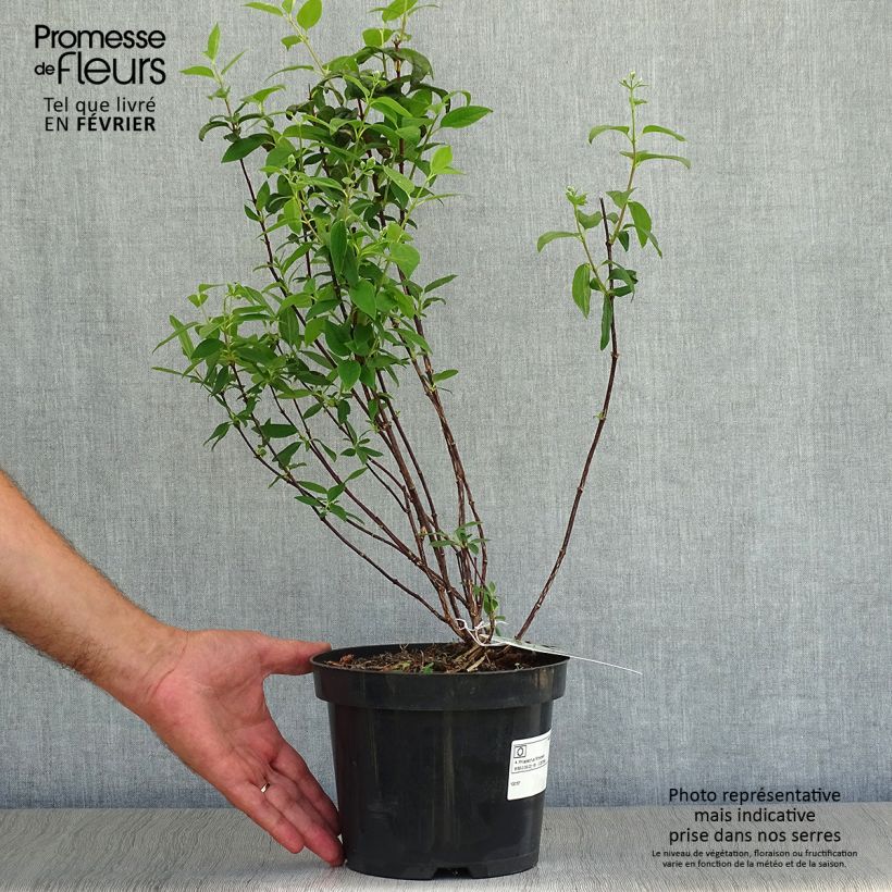 Spécimen de Seringat - Philadelphus Snowbelle Pot de 2L/3L tel que livré en automne