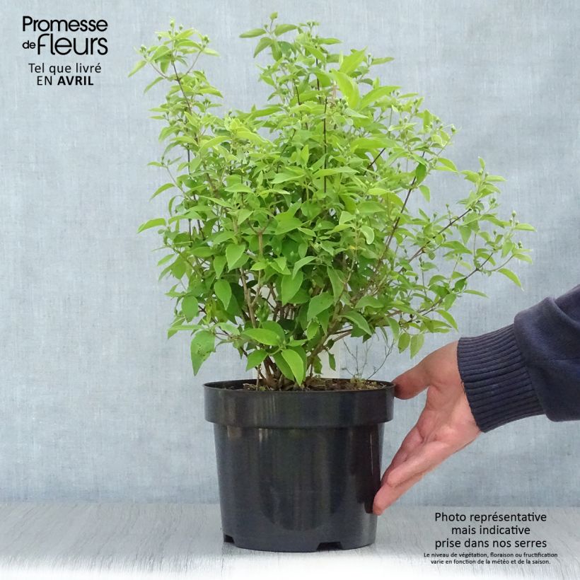 Philadelphus virginalis Albâtre - Filadelfo Vaso da 3L/4L esemplare consegnato in primavera