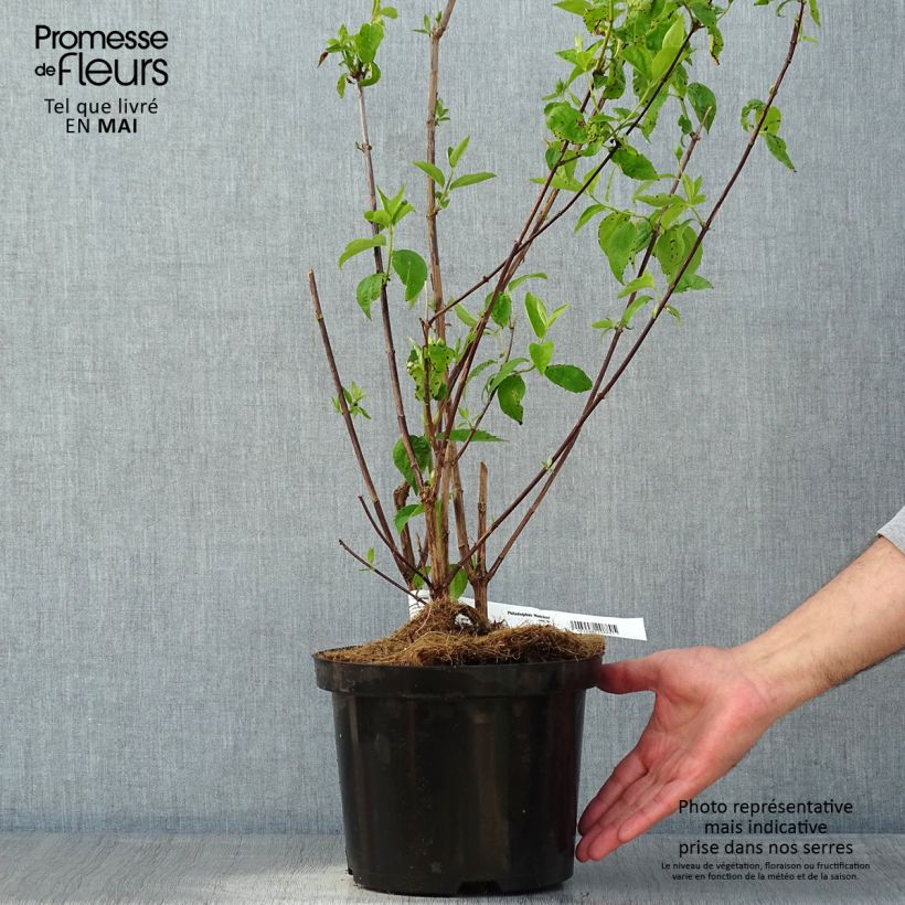 Spécimen de Seringat blanc - Philadelphus Natchez Pot de 4L/5L tel que livré au printemps