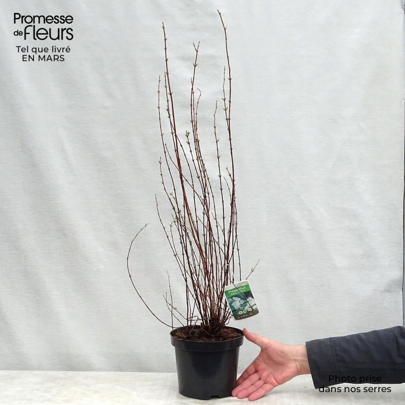 Philadelphus lemoinei Manteau d'Hermine - Filadelfo Vaso da 3L/4L esemplare consegnato in primavera