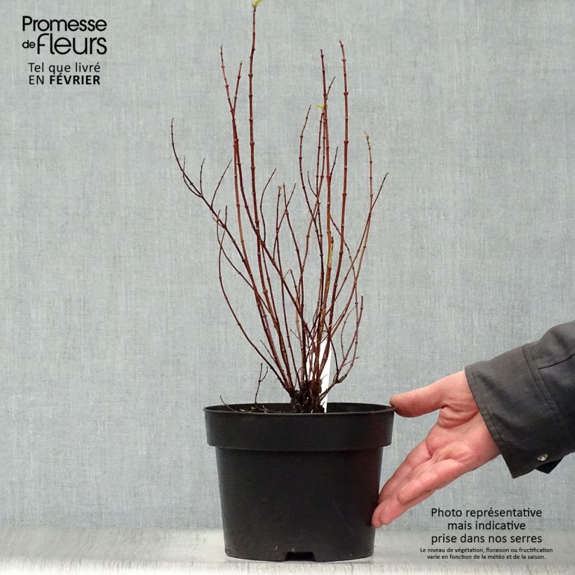Spécimen de Seringat de Lemoine - Philadelphus Manteau d'Hermine Pot de 3L/4L tel que livré en hiver