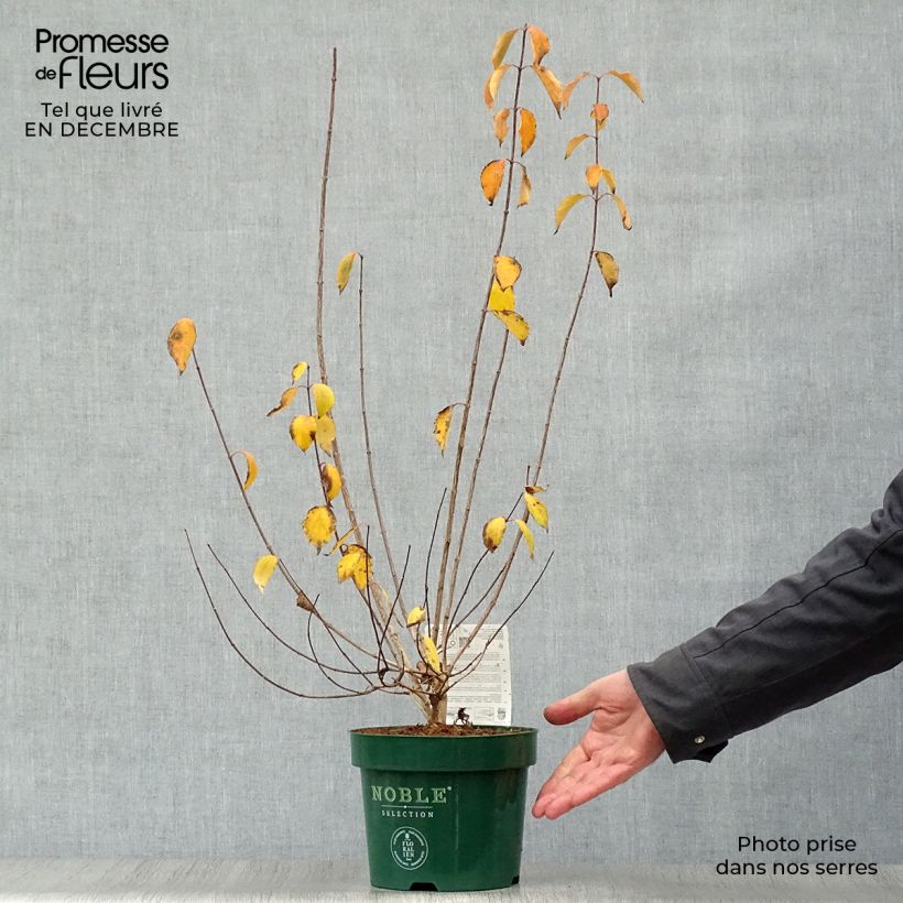 Spécimen de Seringat des Jardins - Philadelphus Innocence Pot de 3L/4L tel que livré en hiver