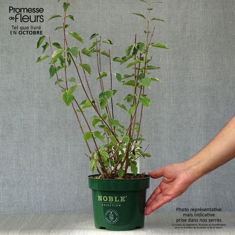 Spécimen de Seringat des Jardins - Philadelphus Innocence Pot de 3L/4L tel que livré en automne