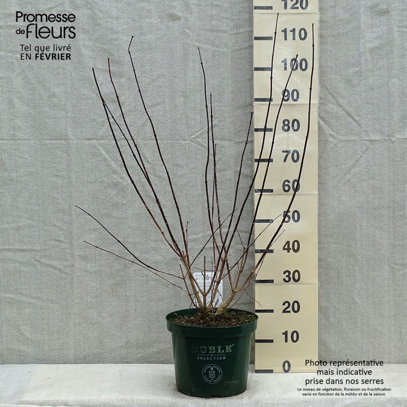 Spécimen de Seringat des jardins - Philadelphus Starbright Pot de 7,5L/10L tel que livré en hiver