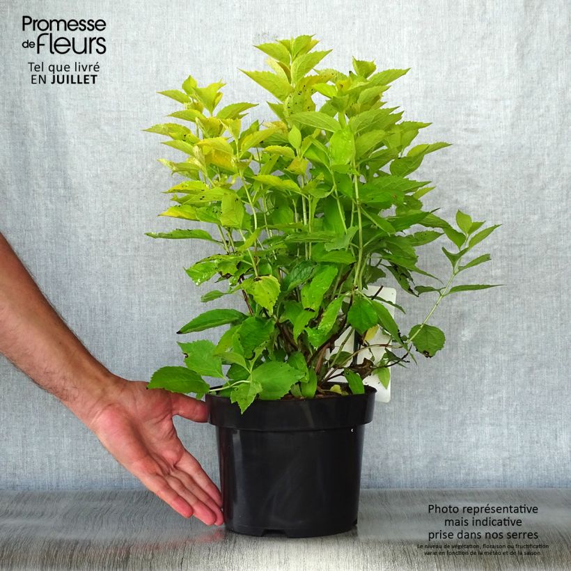 Spécimen de Seringat des jardins - Philadelphus coronarius Aureus Pot de 2L/3L tel que livré en été
