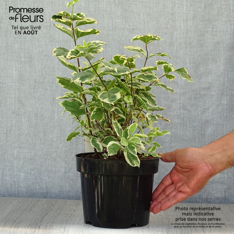 Spécimen de Seringat des jardins - Philadelphus coronarius Variegatus Pot de 3L/4L tel que livré en été