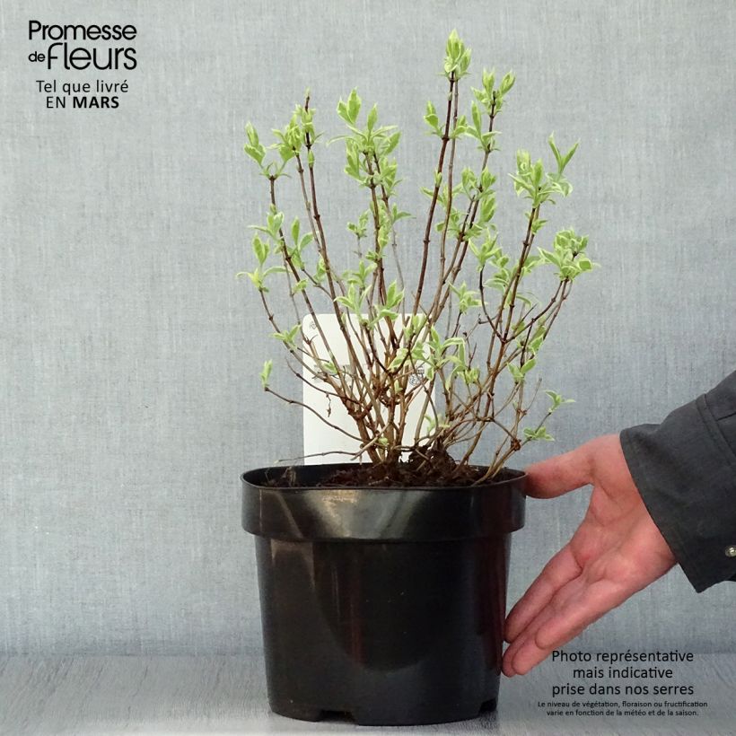 Spécimen de Seringat des jardins - Philadelphus coronarius Variegatus Pot de 3L/4L tel que livré au printemps