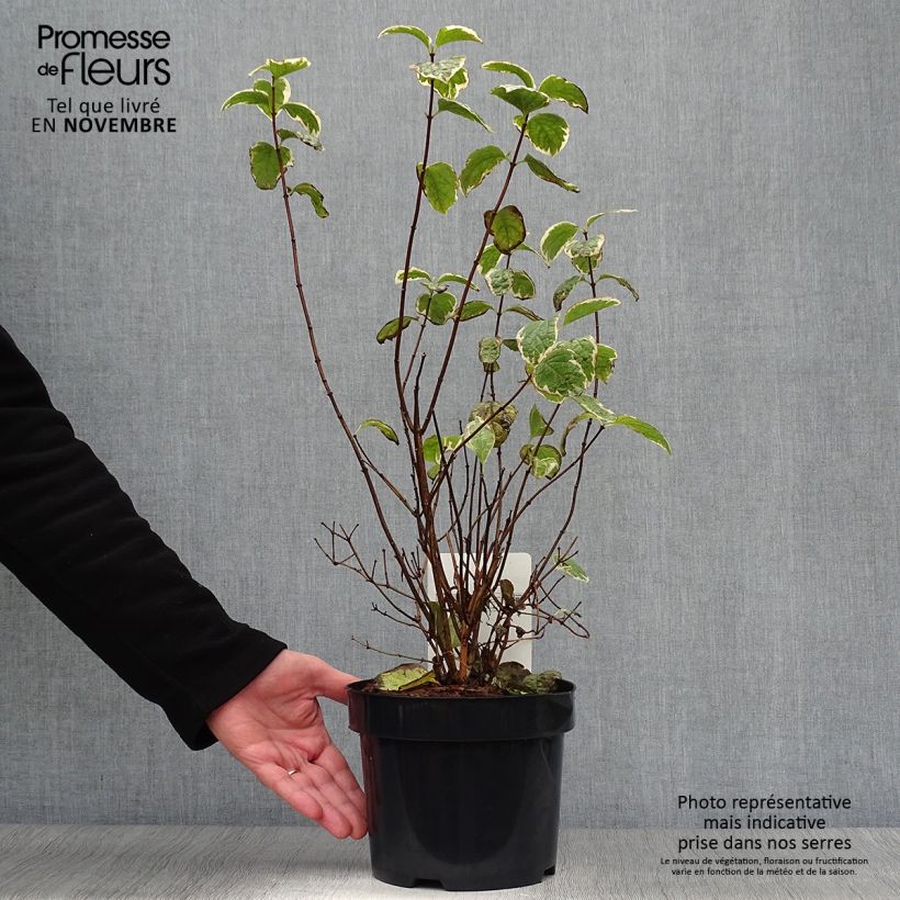 Spécimen de Seringat des jardins - Philadelphus coronarius Variegatus Pot de 3L/4L tel que livré en automne