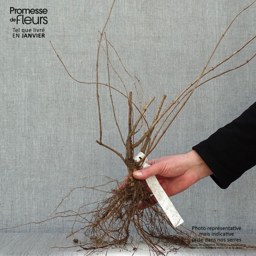 Spécimen de Philadelphus coronarius Racines nues tel que livré en hiver