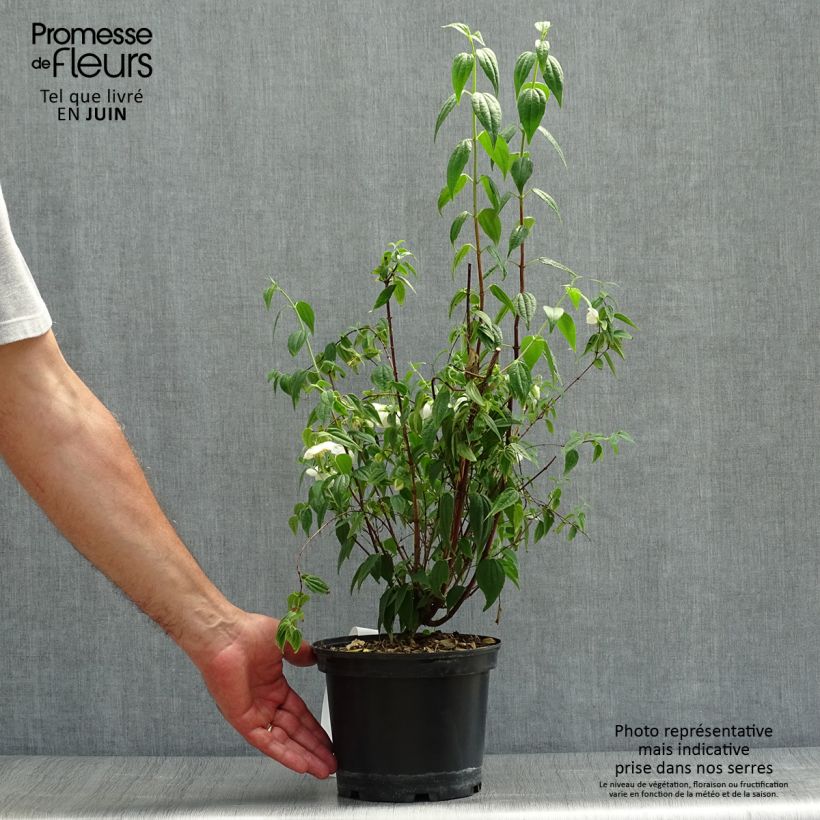 Spécimen de Seringat du Mexique - Philadelphus mexicanus Pot de 3L/4L tel que livré en été