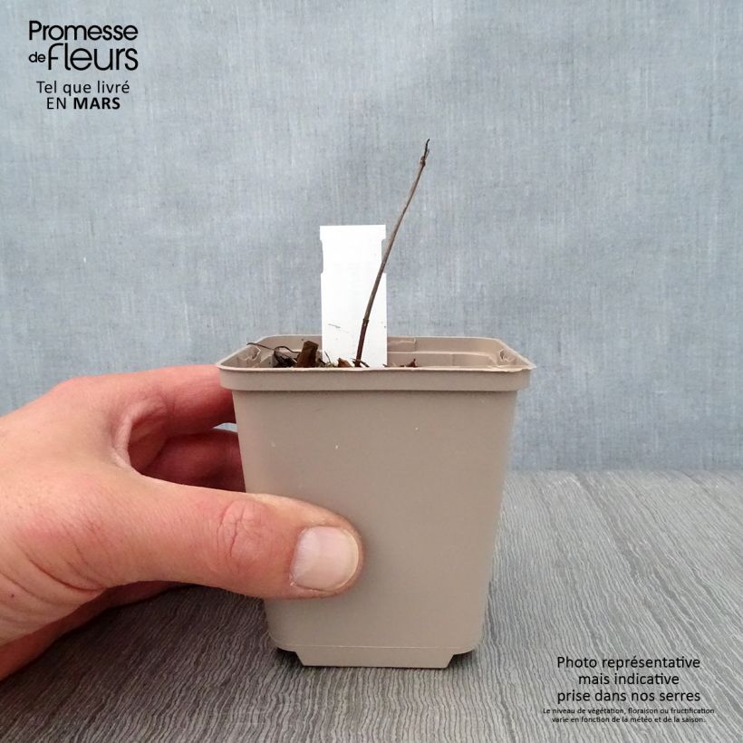 Amostra de Serratula tinctoria subsp. seoanei - Serratula-de-Seoane Vaso de 8/9 cm tal como entregue na primavera