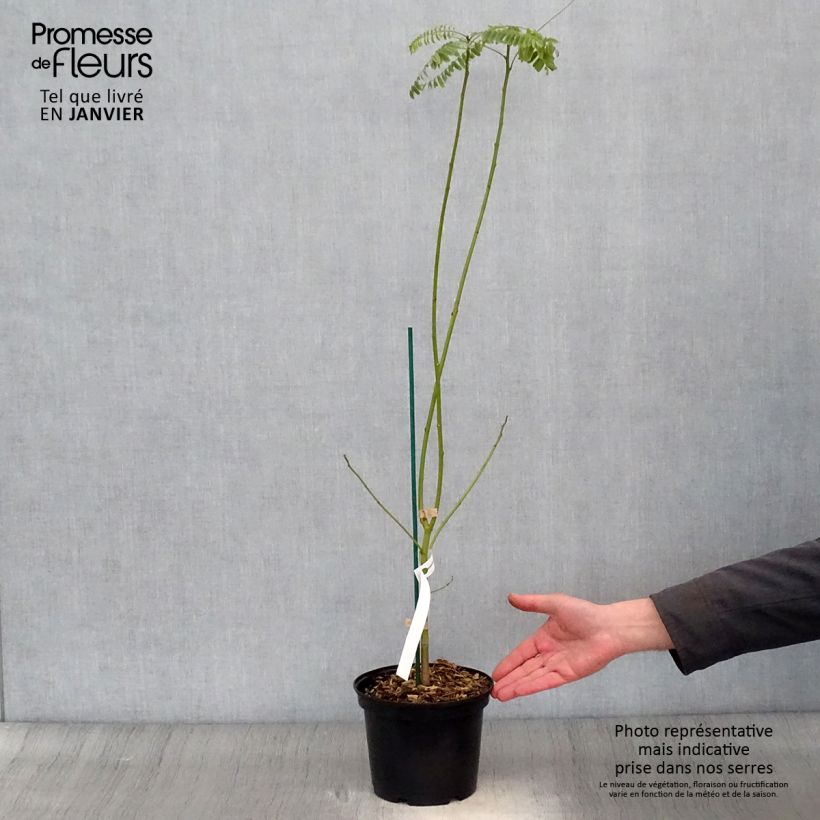 Spécimen de Sesbania punicea - Flamboyant d'Hyères Pot de 2L/3L tel que livré en hiver