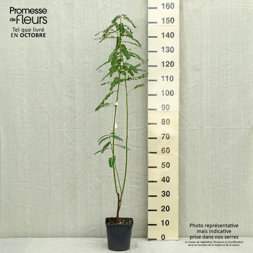 Spécimen de Sesbania punicea - Flamboyant d'Hyères Pot de 2L/3L tel que livré en automne